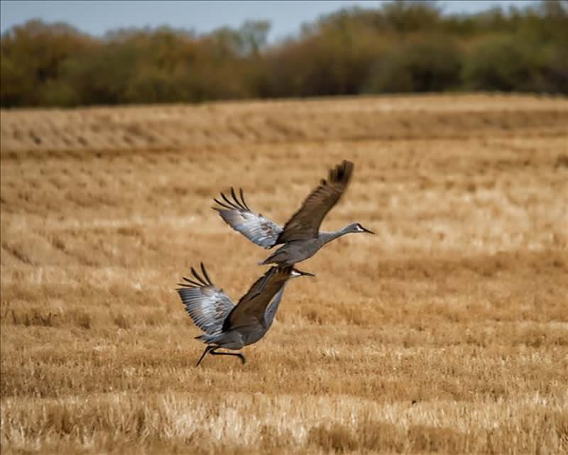 Takeoff by Lynne Lander